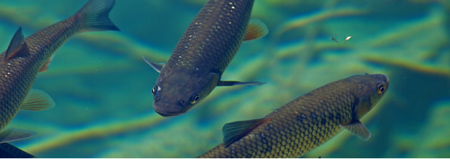 養(yǎng)魚(yú)制氧設(shè)備派格